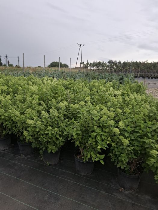 Hortensja różne odmiany