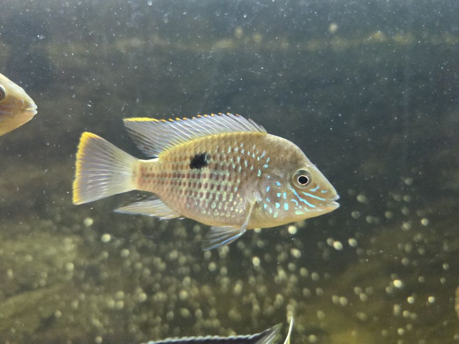 Продам рибок,цихліди, Акара бірюзова