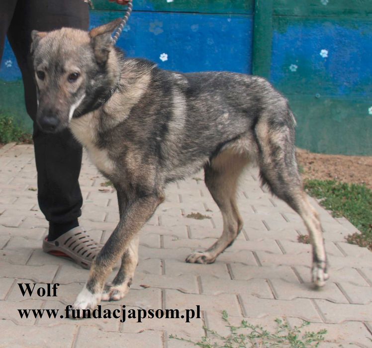 Wolf, piękny wilk szuka domu