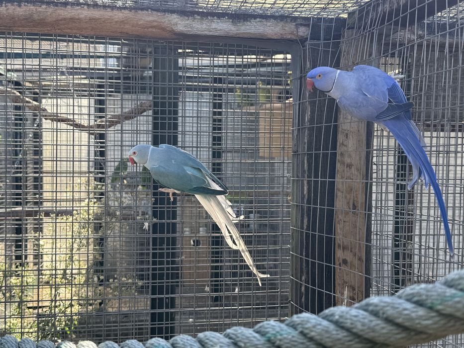 Ring Neck casal