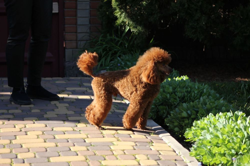 Мальчик той пудель Редбраун для вязки