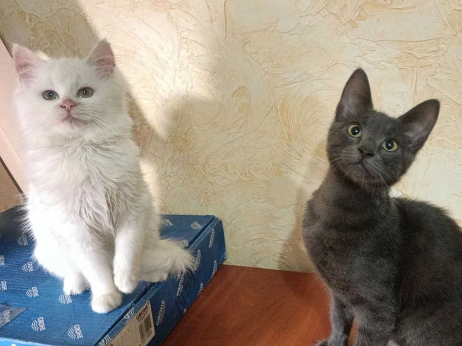 Отдам котенка в добрые руки