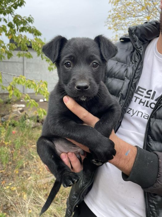 Отдадим в добрые руки щенка!