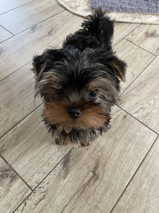 Продам цуценя Йорка