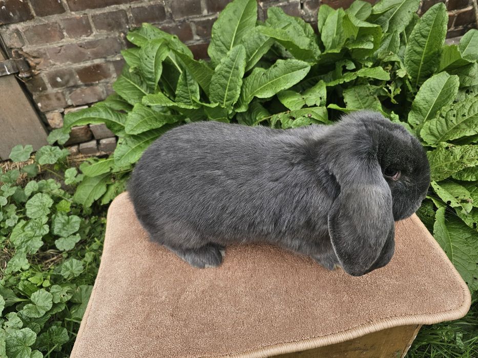 Francuski Baran Niebieski FBN samiec RODOWÓD