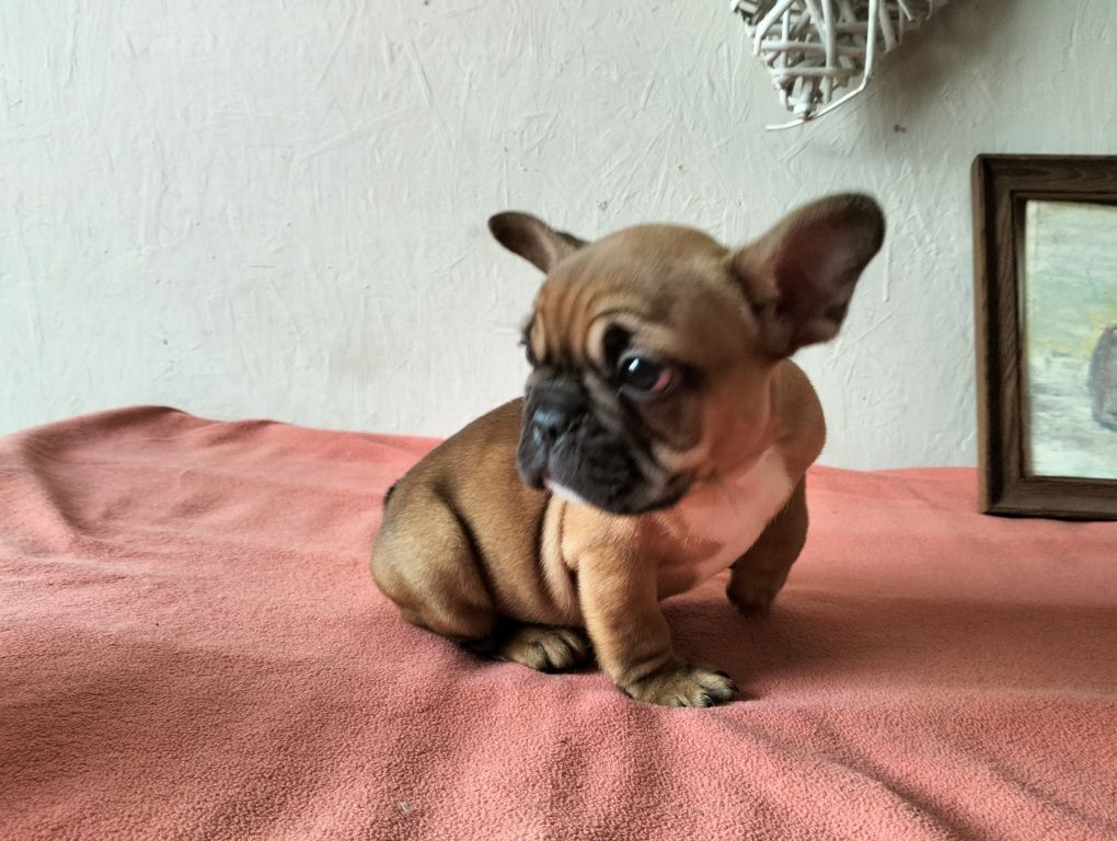 Buldog francuski piesek Biszkoptowy.
