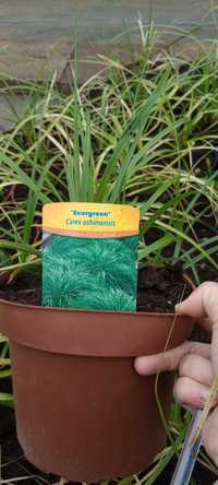 Carex Evergreen  duże sadzonki