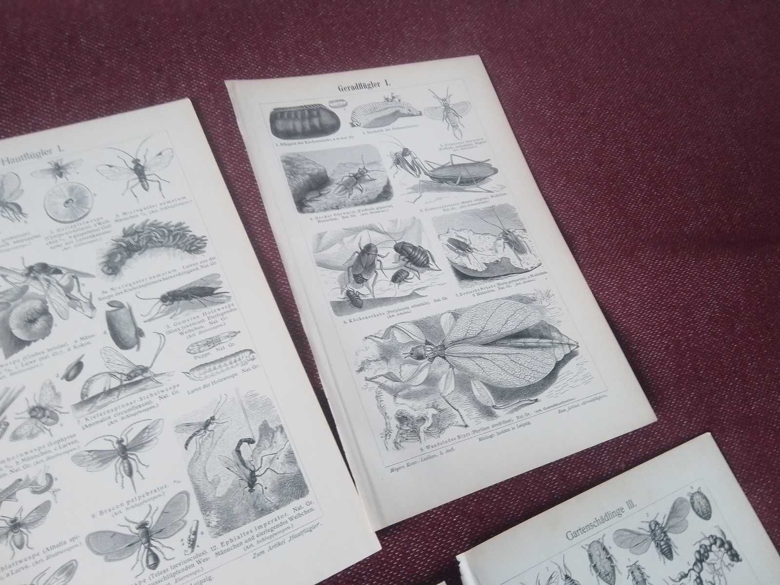 Zwierzęta stare, oryginalne XIX w. grafiki do aranżacji wnętrza