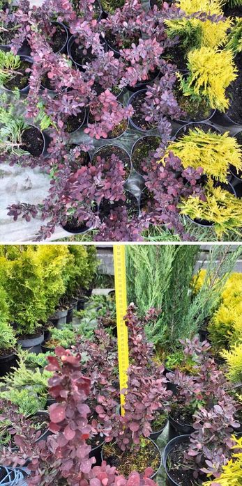 Ялинки: "Conica",  Дейзі Уайт, Десембер,  Барбарис,  Туя Рейнголд