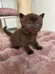 Fêmea British Shorthair chocolate com LOP
