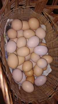 Sprzedam świeże wiejskie jajka
