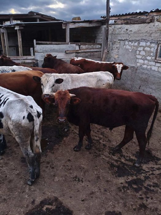 Продам Быков Живым весом