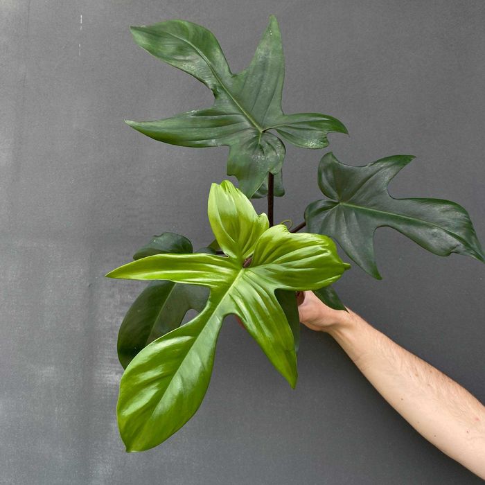 Philodendron Florida Green Filodendron Ogrzewacz w cenie