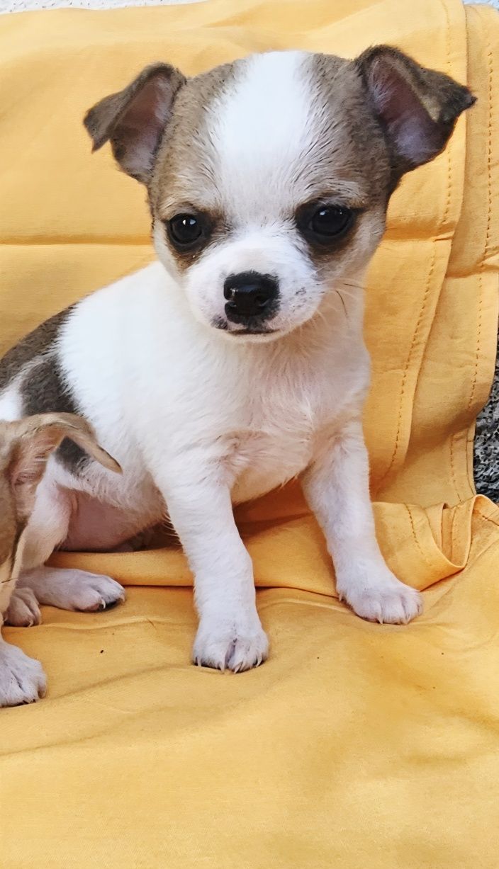 Chihuahua Pêlo Curto