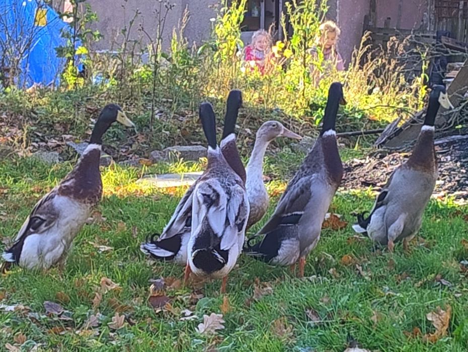 Kaczki Kaczory biegusy