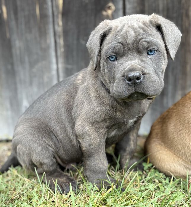 Cane corso samiec z rodowodem