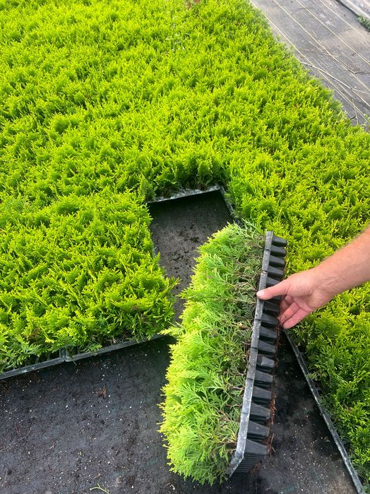 Туї смарагд акція є опт