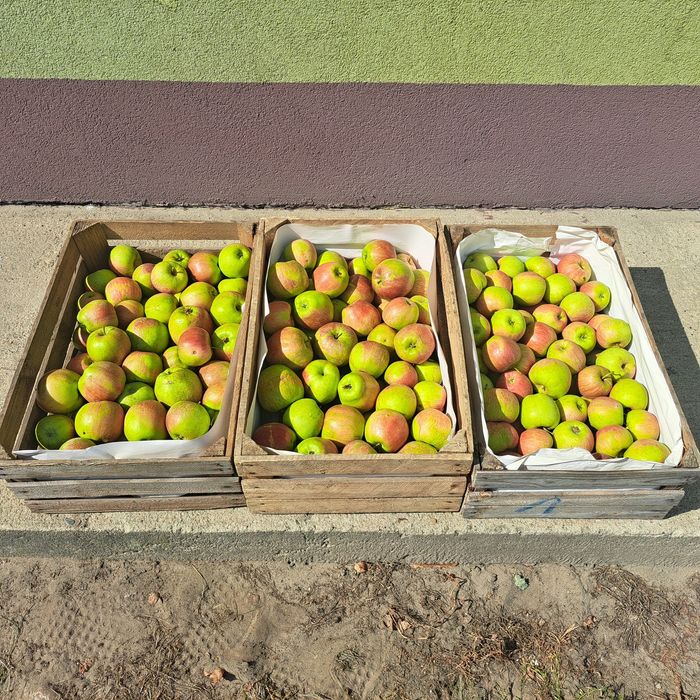 Jabłka champion  3zl/kg-Wysyłka! Od 10kg do 20kg.