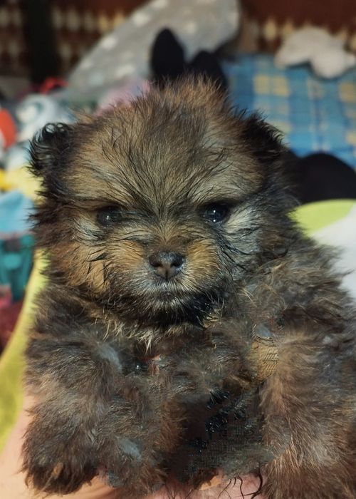 Pomeranian szpic miniaturowy Zkwp