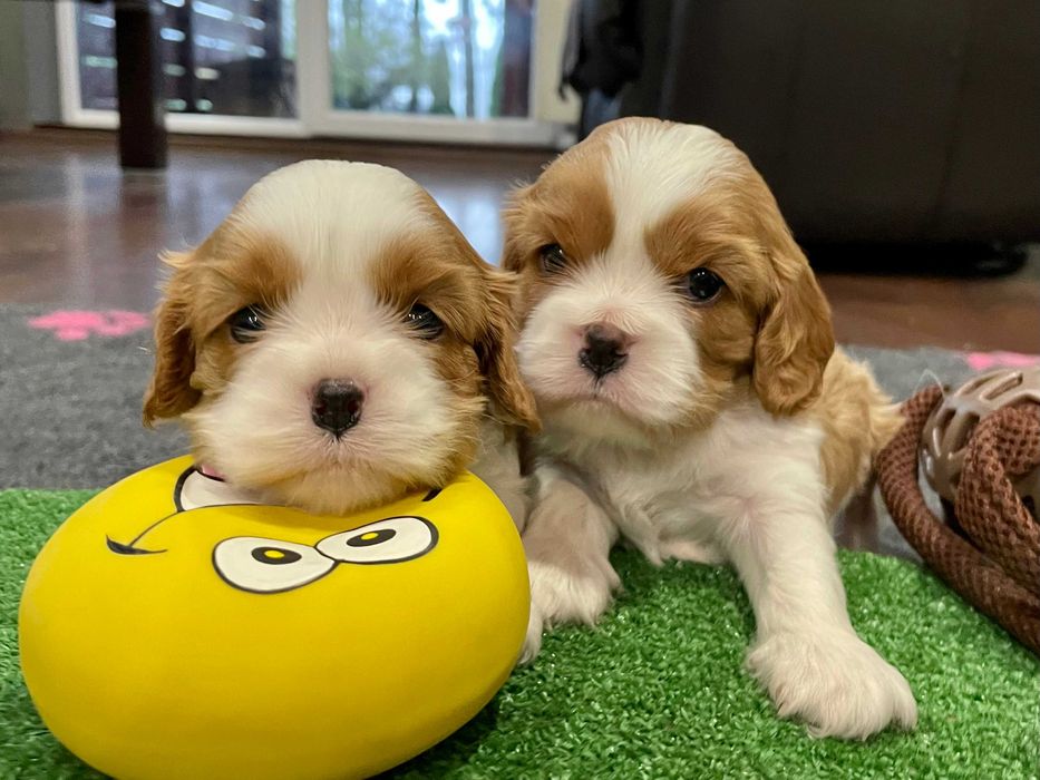 Cavalier King Charles Spaniel, rodowód ZKwP (FCI)