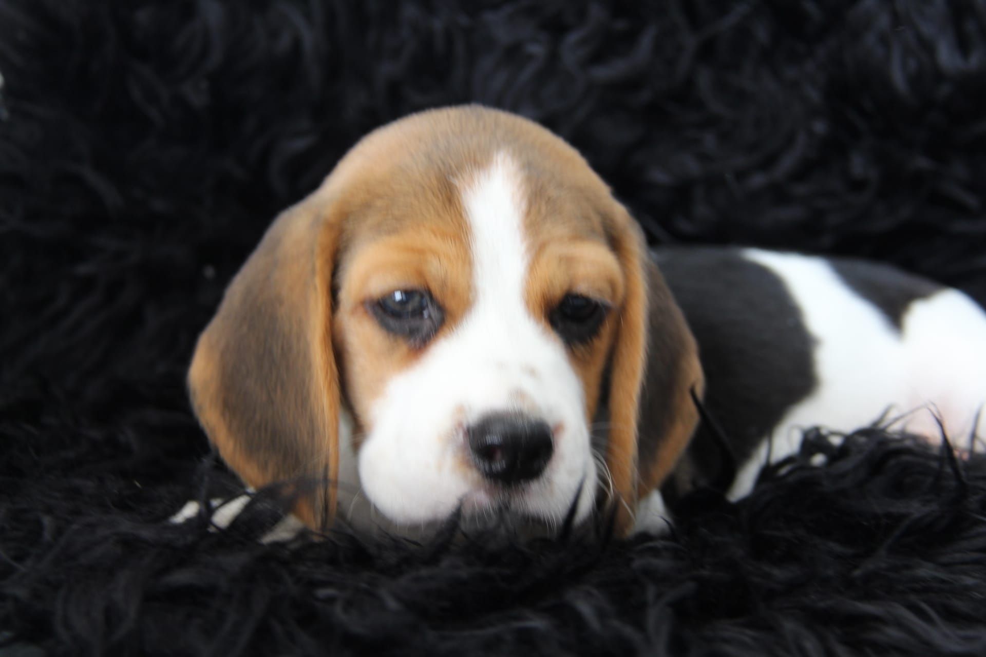 Cachorro Beagle com Lop e Afixo