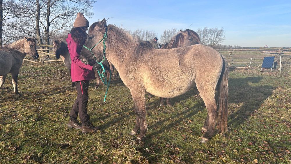 Ogierek konika polskiego