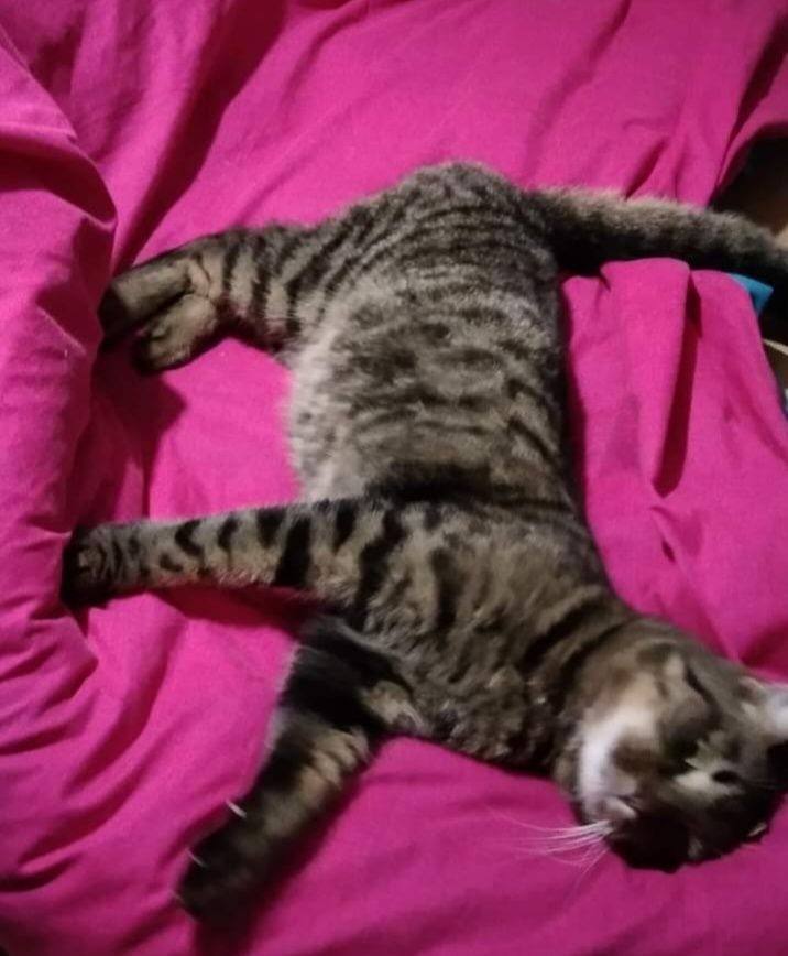 Котик шукає родину