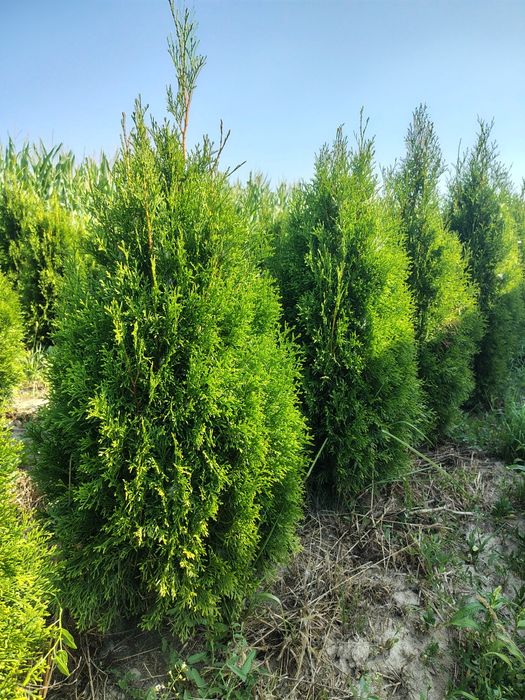Tuja Szmaragd 1m