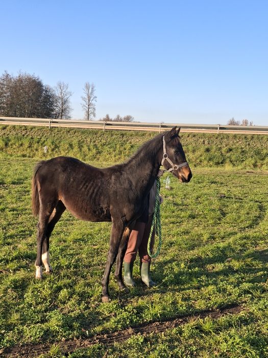 Sprzedam,  Zamienię.