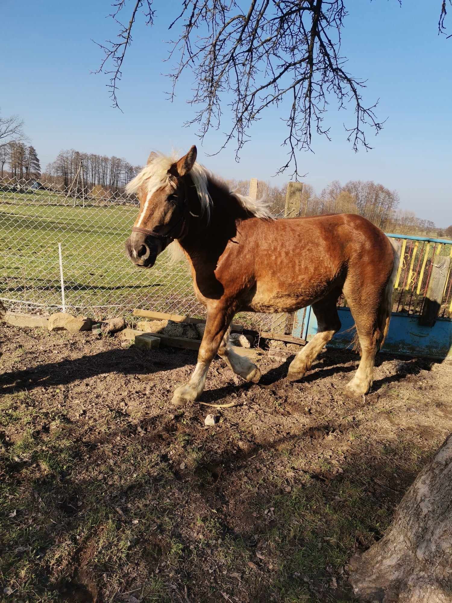 Klacz zimnokrwista sztumska