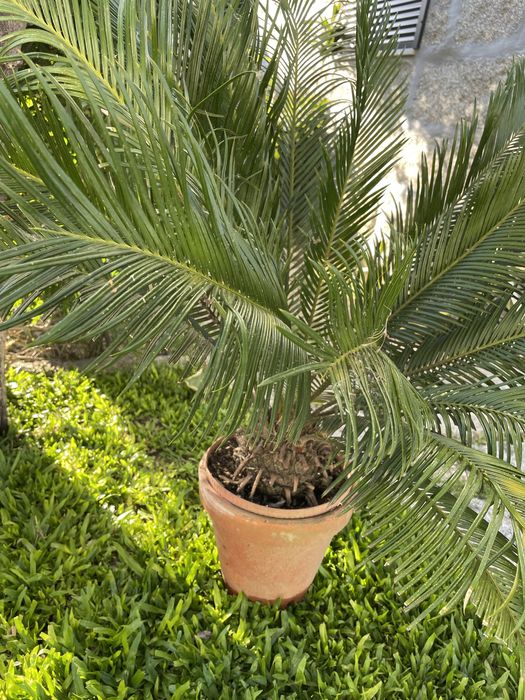 Planta Sika - estilo palmeira de cresimento lento