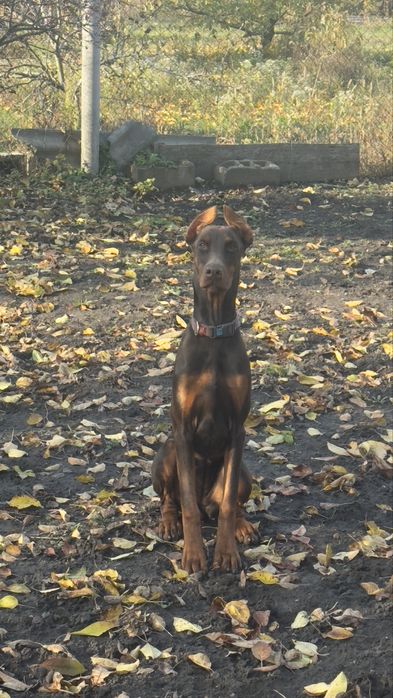 Продам добермана!