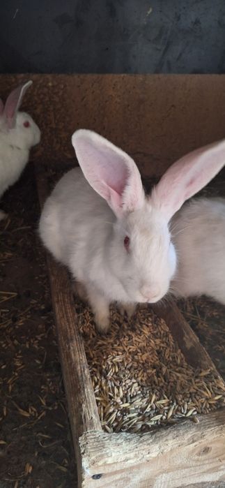 Króliki samce samice termondzkie, mięsne