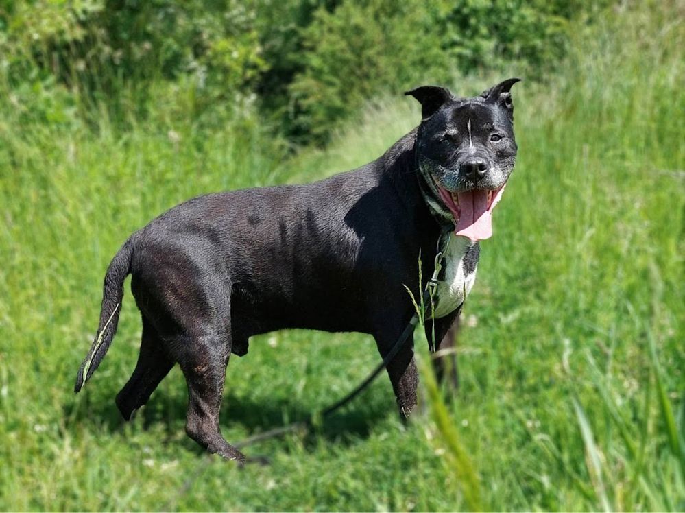 Szejk starszy kochany amstaff