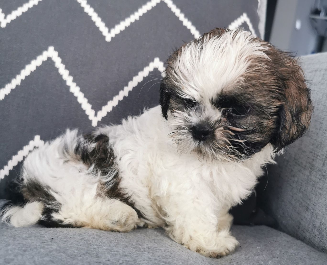 Śliczny piesek shih-tzu