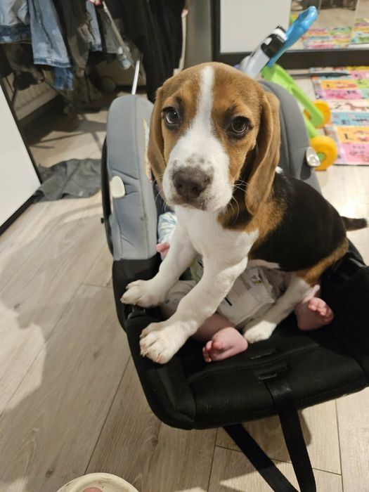 Suczka  Beagle Tricolor