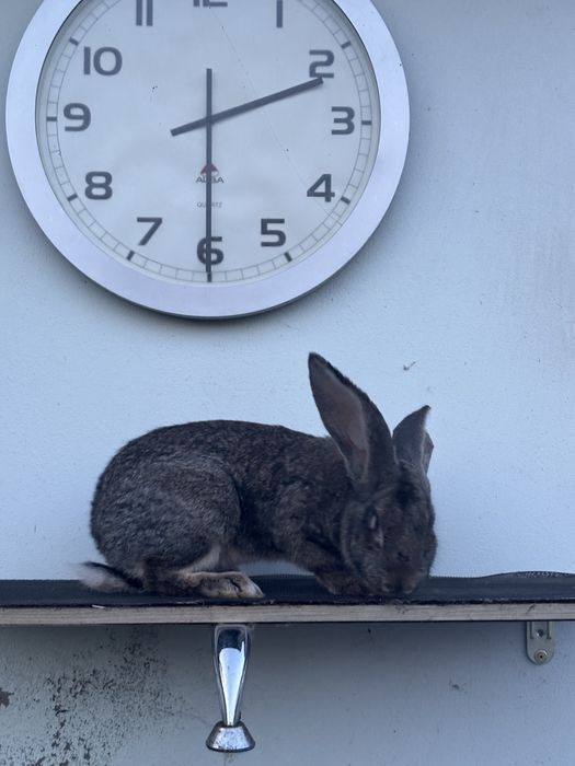 Samiec BELG olbrzym szary 4 miesieczny