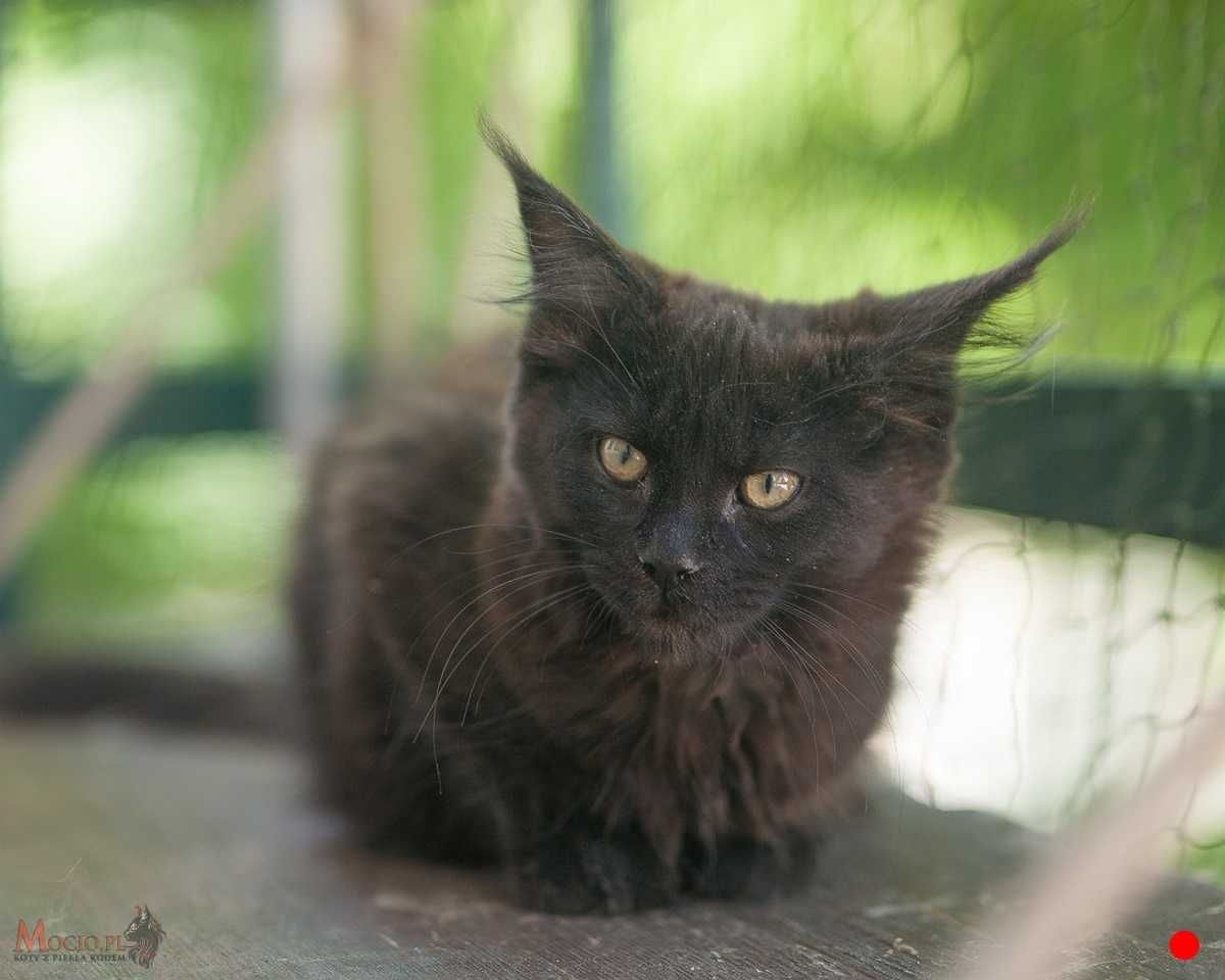 Czarna koteczka maine coon