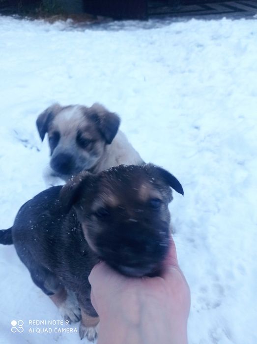 Oddam szczeniaki za darmo