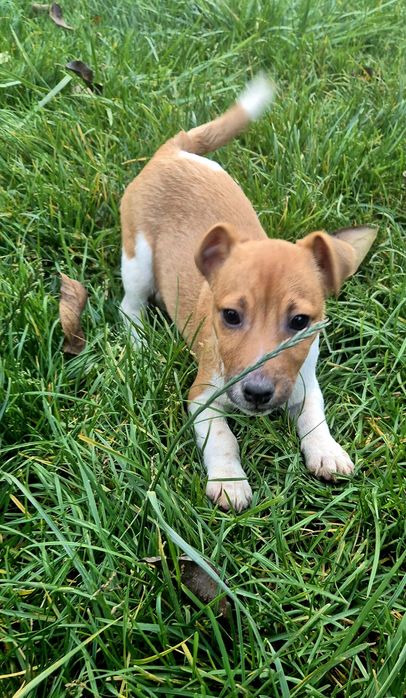 Джек Рассел терьер