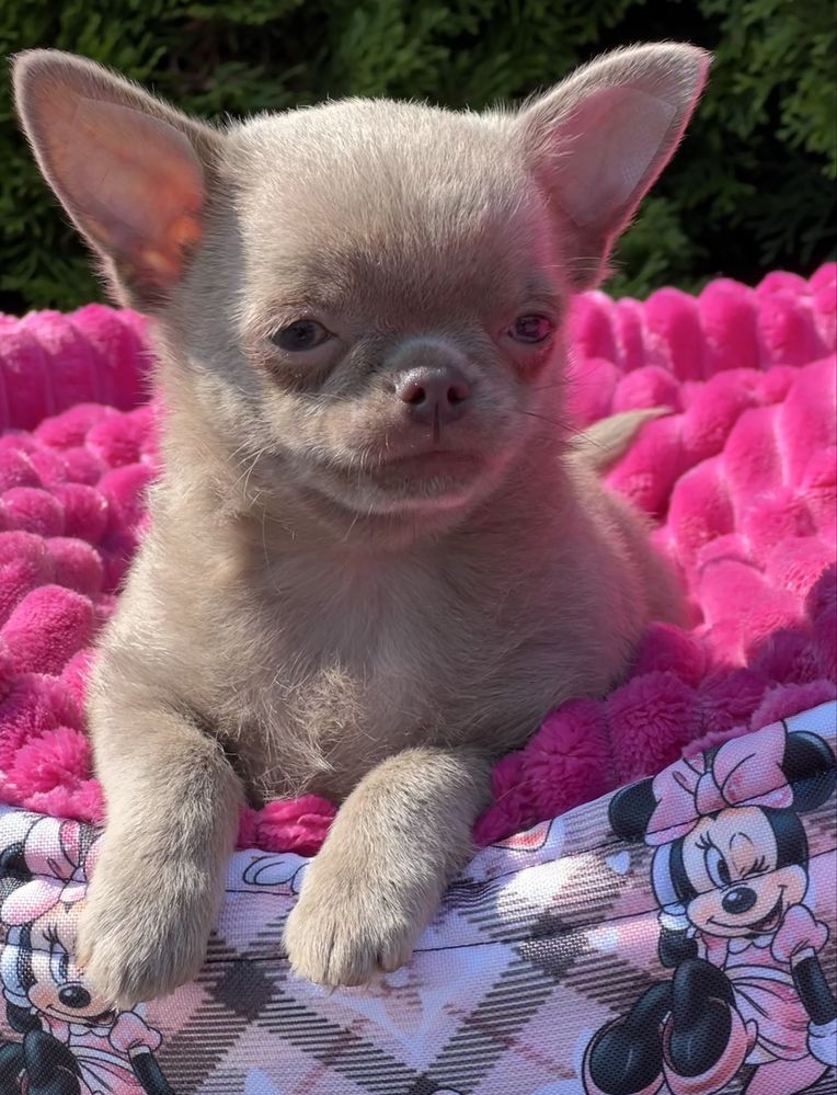 Gotowy do odbioru-Chihuahua cudowny liliowy chłopczyk