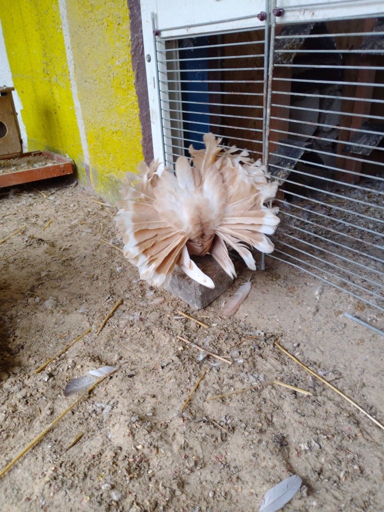 Gołębie pawik pawiki pawie