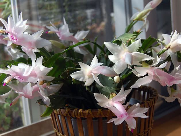 Вазон кімнатний різдв'яник