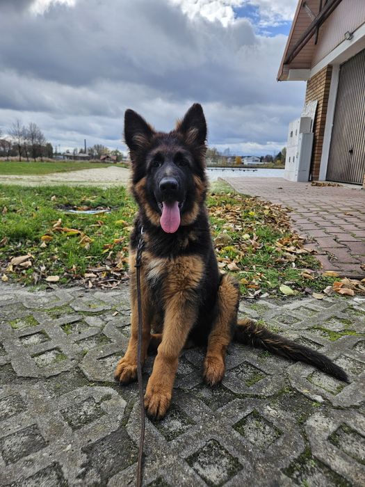 Owczarek Niemiecki Długowłosy