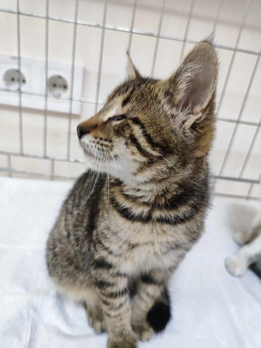 Безкоштовно  віддам