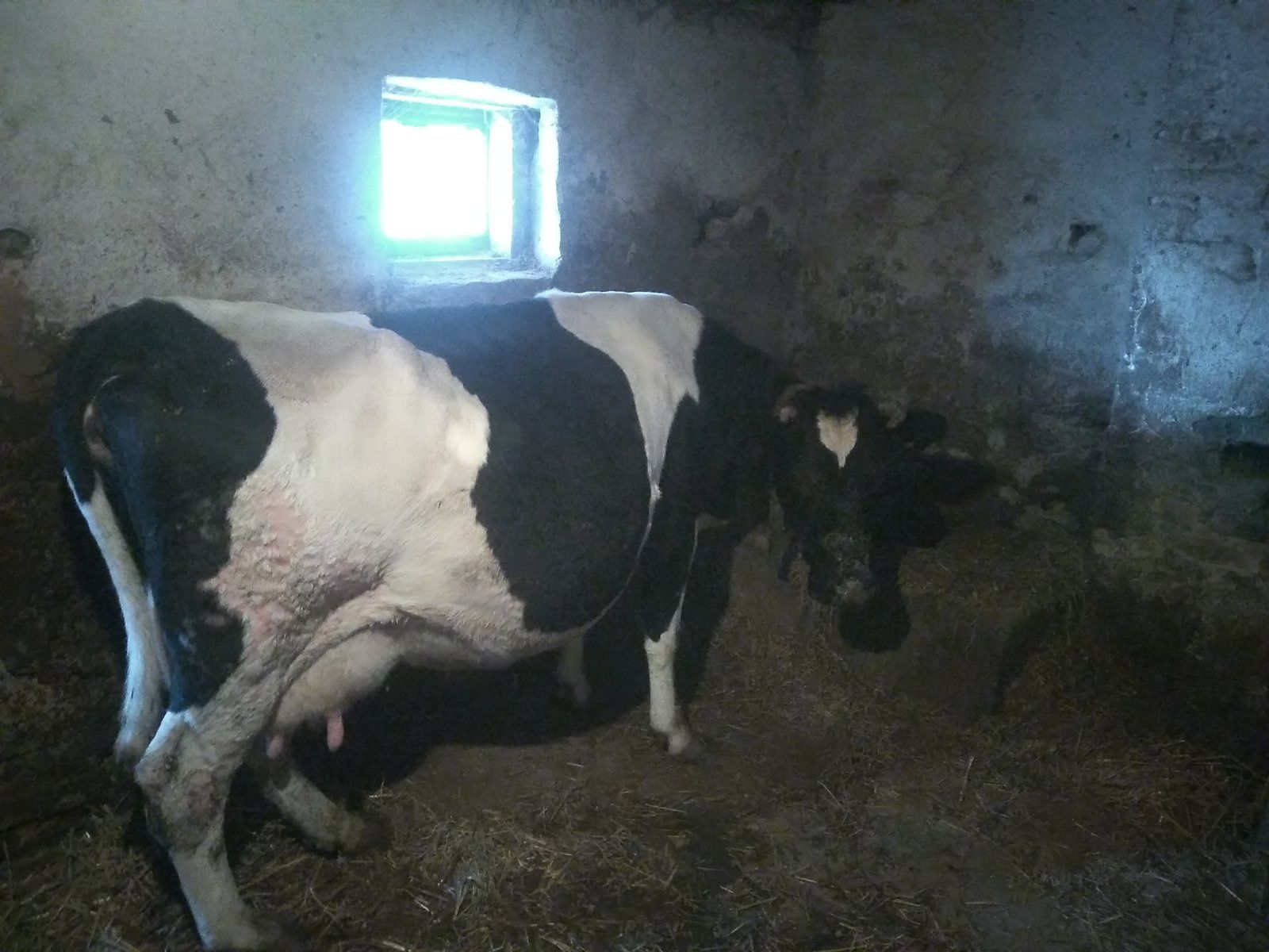 Продам добру корову