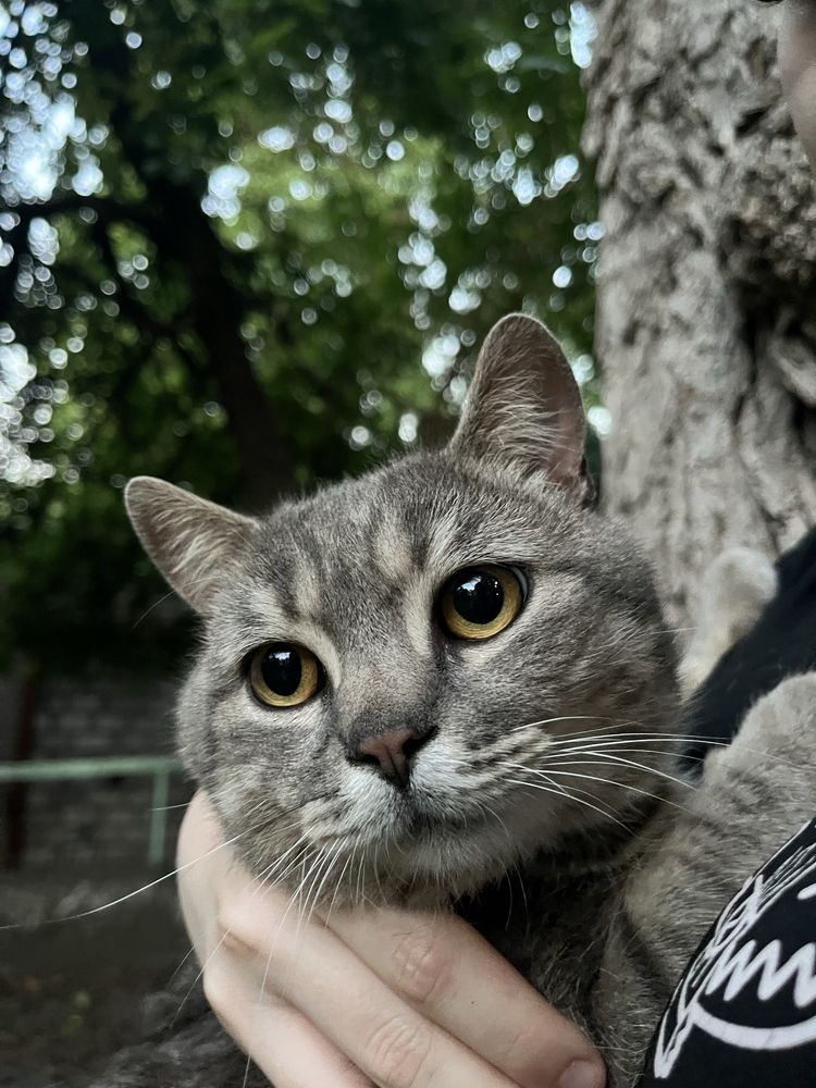 Віддамо котика до гарних рук!