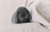 Mini lop  karzełek baranek