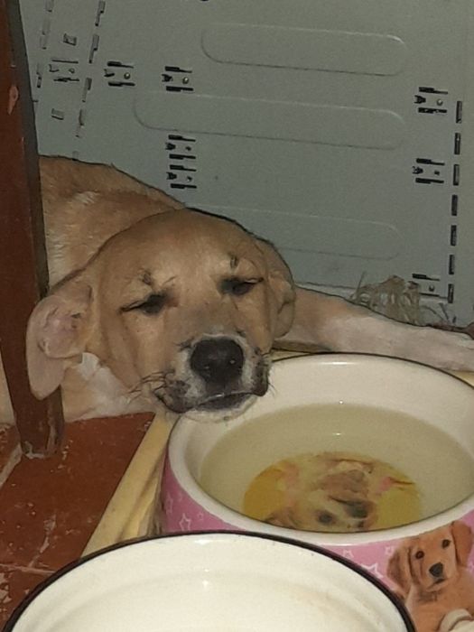 Песик метіс 3 місяці.