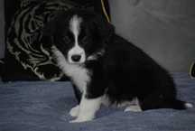 Piesek Border Collie czarno-biały chłopak